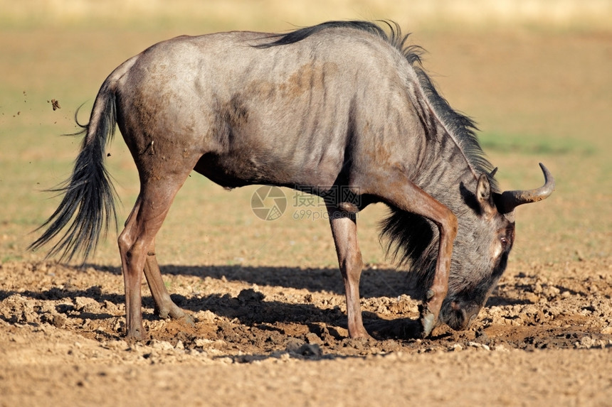 未受破坏的生态动物在南非卡拉哈里沙漠Kalahari的泥土中玩耍图片