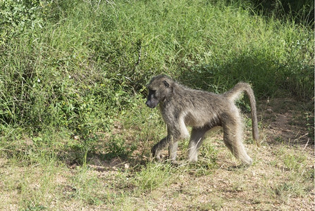 自然非洲南部Kruger公园的猴荒野小熊座图片