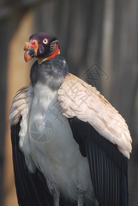 灰秃鹫鹰之王鸟用羽毛猎食舍动物摄影图片