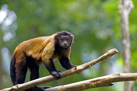 新热带棕色的巴西人森林中的棕色卷尾猴图片