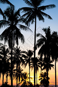 海滩日落时椰子棕榈树的周光自然场景图片