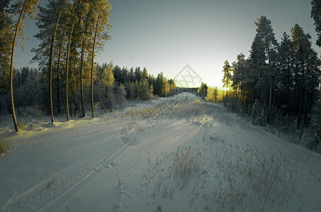 松树冰冬季风景与松林和日落寒冷的图片