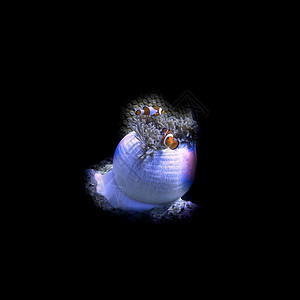 藏着小丑鱼2号水下艺术在黑暗中带着小丑鱼的阿雷蒙内部潜水背景