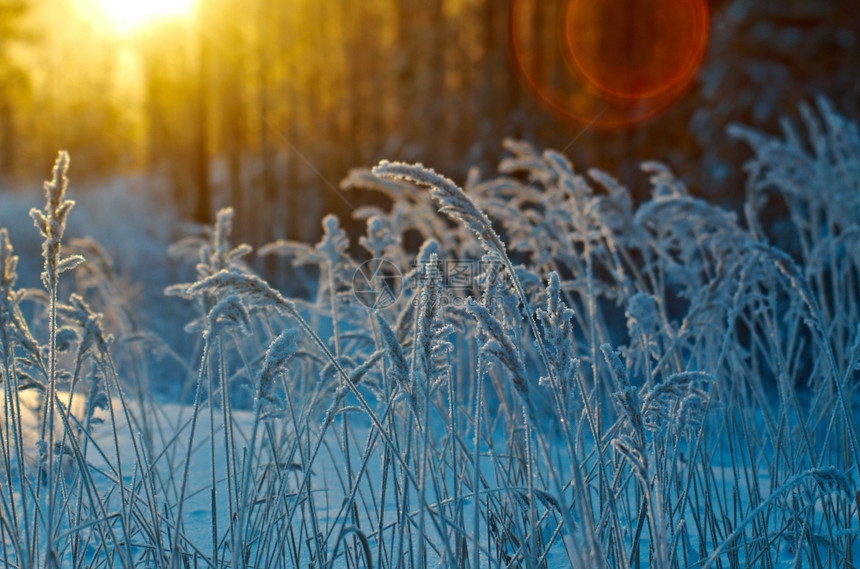树木冬季现场冻结的花朵松林和日落覆盖霜图片