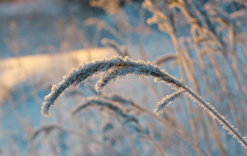 冬天雪堆仙境季现场冻结的花朵松林和日落图片