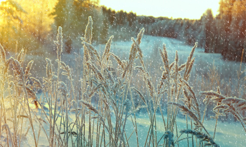 松树自然雪冬季现场冻结的花朵松林和日落图片
