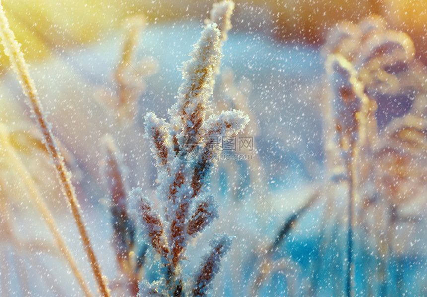 雪花霜俄罗斯冬季现场冻结的花朵松林和日落图片