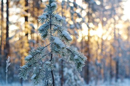 冬季风景与松林和日落自然雪花冰图片