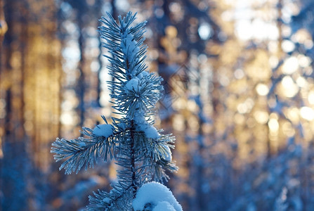 仙境蓝色的冬季风景与松林和日落冬天图片