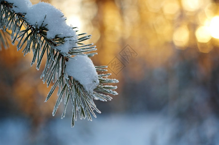 仙境冬季风景与松林和日落覆盖树图片