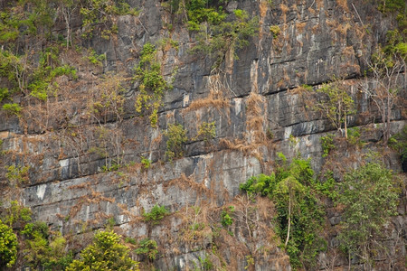 山坡上树最佳一种旅行在悬崖上树在山坡的悬崖上自然而地背景