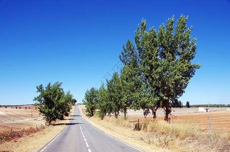 土地农村树木在葡萄牙南部的Alentejo地区图片