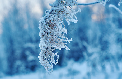 美丽霜冰冻的花朵冬季风景与松树林和日落浅地深处木头图片