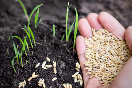 关心稻田在人类手中稻苗从土壤生出叶子发芽图片