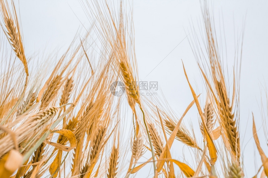 面包食物场地以小麦的耳朵对准天空图片