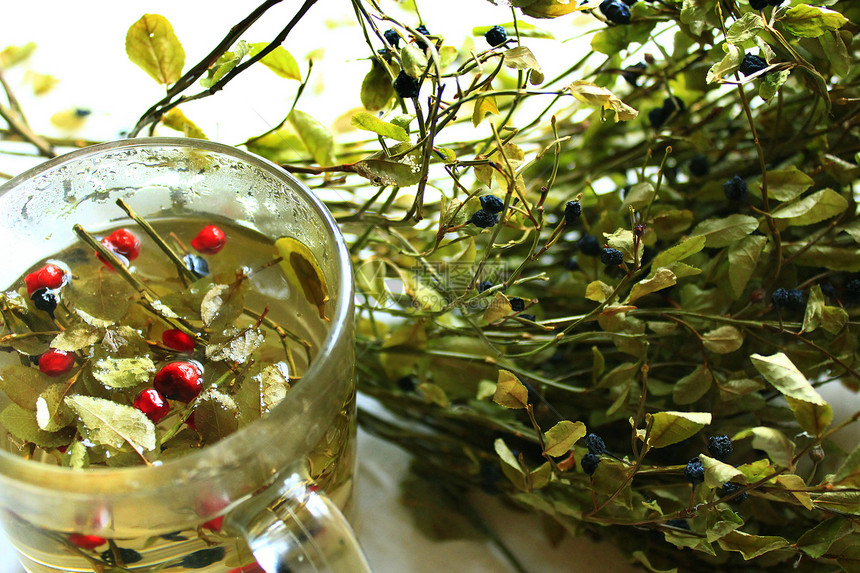 茶用油菜莓叶和草树酿制有用茶油粉和草莓及酿制药用造饮料图片