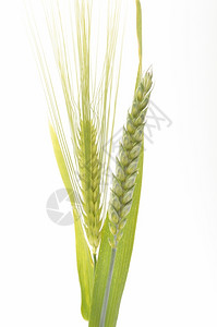 春天绿色小麦和大花束边界白底小麦谷物收获图片
