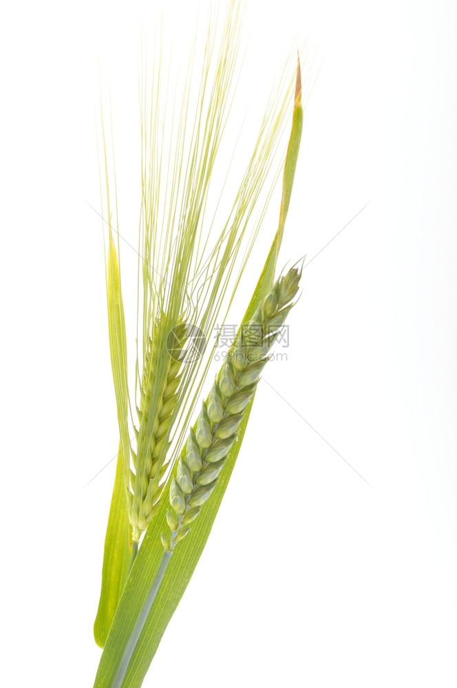 自然玉米种子绿色小麦和大花束边界白底小麦图片