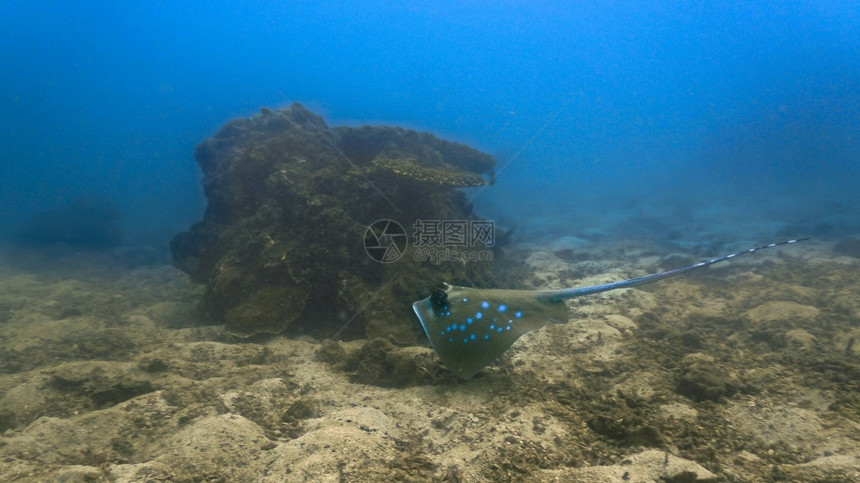 旅行珊瑚礁上的蓝斑红刺青水射线图片