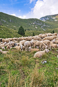 牧羊人绿色肉畜牧农场山上的羊群图片