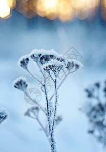 树覆盖冬季风景边场冻结的花朵冷图片