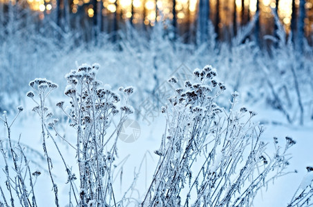 深的自然松树冬季风景边场冻结的花朵图片