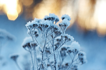 雪花覆盖冬季风景边场冻结的花朵户外图片