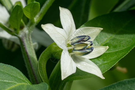 矮辣椒植物的开花茄属瓣夏天图片