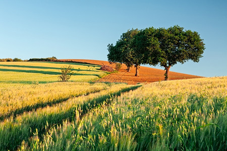 草日出时的麦田背景上有树木日出时的麦田颜色天空图片