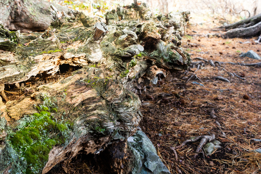 荒野有质感的木头森林中覆盖树木的老苔图片