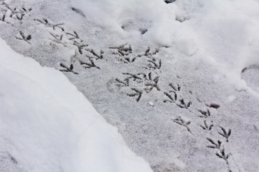 寒冷的鸟在雪中足迹水平拍摄鸽子的图片