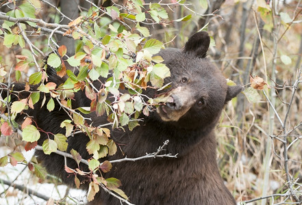 山楂攀登谷黑熊在秋天攀爬哈霍山寻找浆果图片