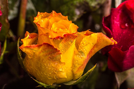 有色一张美丽的黄红玫瑰特写片子缩合图片