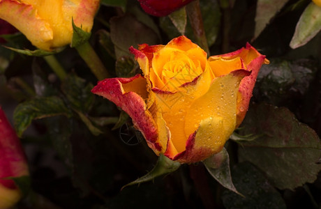 露颜色一张美丽的黄红玫瑰特写片子图片