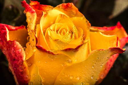 一张美丽的黄色红玫瑰特写片子一种花束图片