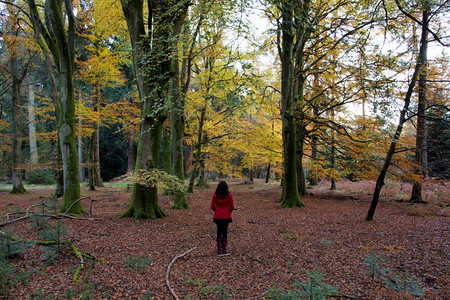 森林里的散步的女人背景图片