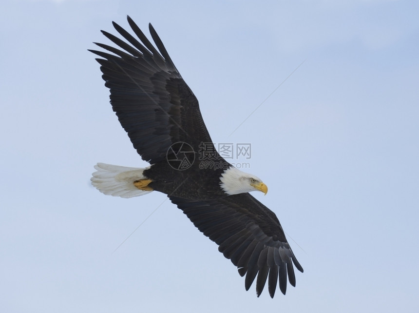底面美洲秃鹰飞行时翅膀张展蓝天空背景阿拉斯加秃鹰号野白头图片