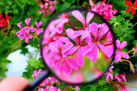 抓住玻璃叶子放大镜下的紫色天竺葵花观背景