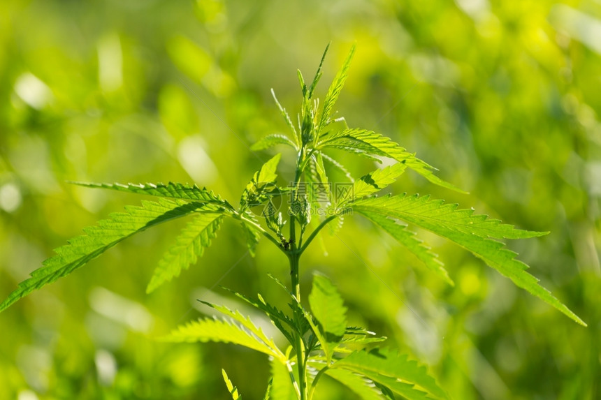 绿色背景的植物以绿色背景为风药用虐待图片