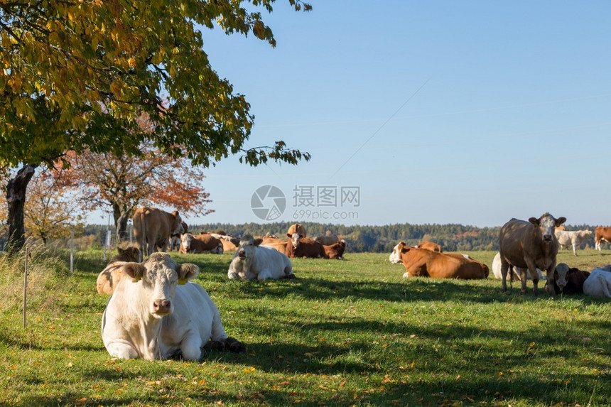 说谎大屁股牛躺在绿草地上休息乡村的白色图片