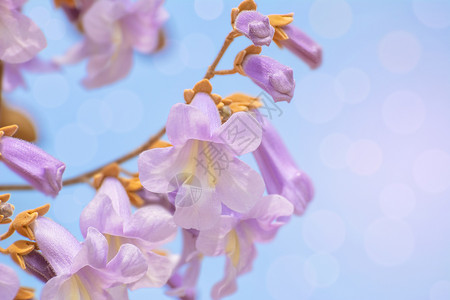 福腾宝繁荣环境的开花宝拉诺妮亚富图尼的花朵在春天宝拉诺妮娅富图尼花朵中背景
