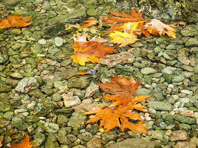 河流中的落叶图片