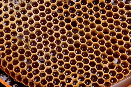 蜜蜂窝细胞自然本底乡村的多边形背景