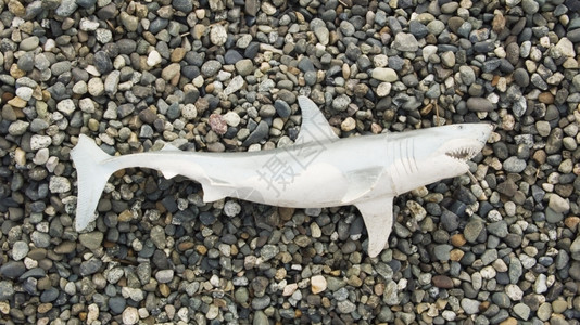 沙滩上的玩具大白鲨图片