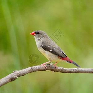 阮詹稻田美丽的红鸟成熟女红阿瓦达曼在繁衍的羽毛季节侧面和背谷物图片