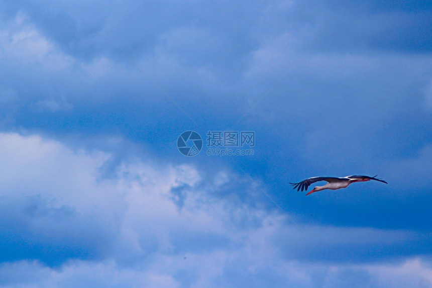 在蓝天空中飞翔的苍蝇在蓝天空中高飞白云色苍蝇和平沉默的多云图片