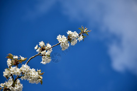 蓝色的天空下白樱花朵丽着美的白樱花树自然的背景图片