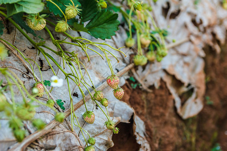 树农场的草莓植物花园土壤图片