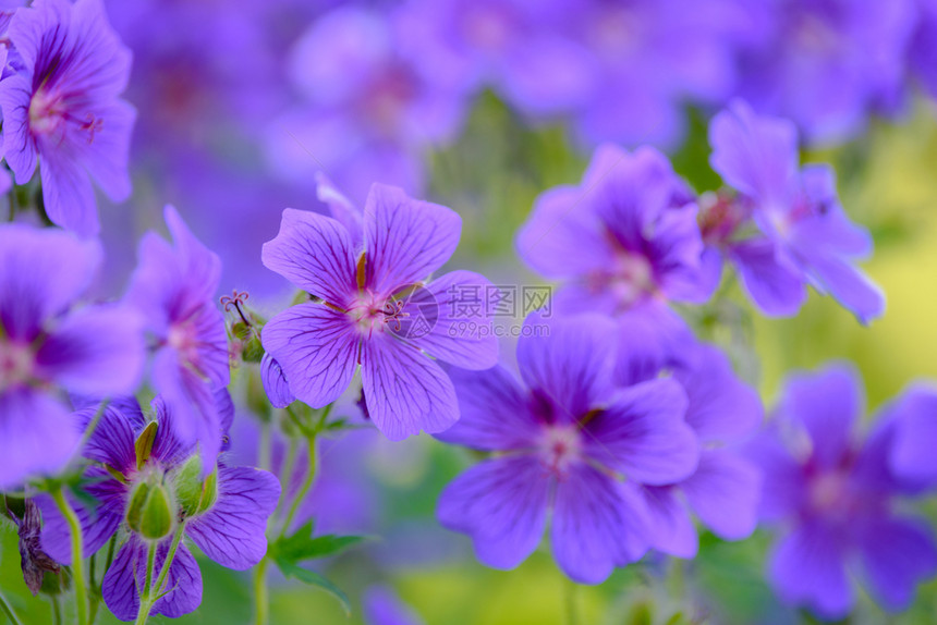 花朵在家庭园中盛开的翡翠花宏观镜头一种天竺葵美丽的图片