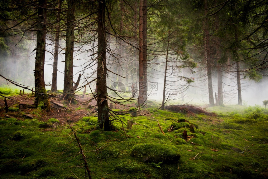 厚的万圣节荒野迷雾森林中暮光浓雾与戏剧图片
